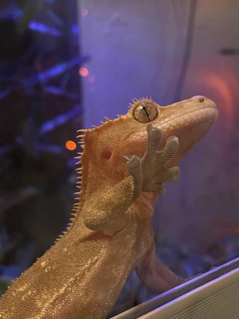 Image 5 of Lovely healthy crested gecko for sale