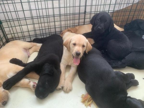 Image 5 of KC Registered Health Tested Parents Labrador Puppies