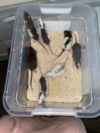 Image 2 of Male and female dumbo rats available