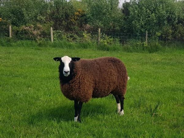 Image 2 of Zwartble shearling ewes - pure bred, but unregistered
