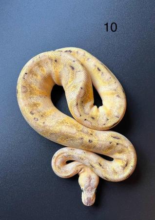 Image 7 of Ball/ Royal  python hatchlings