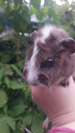Image 6 of Guinea pigs Cavys various ages,  boys and girls available