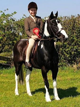 Image 1 of Talented 13.1hh Irish sports pony showjumping legend