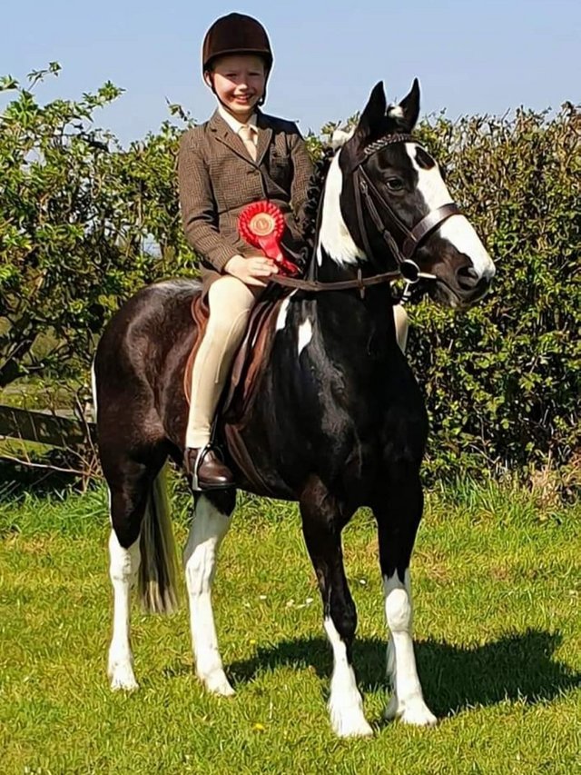 Preview of the first image of Talented 13.1hh Irish sports pony showjumping legend.