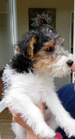 Image 15 of Wire Haired Fox Terrier puppies for sale/now all sold