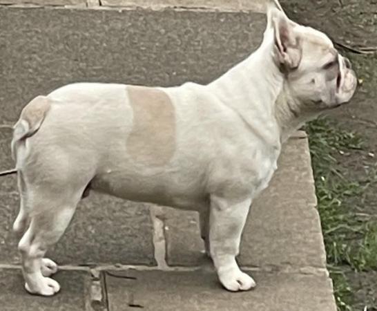 Image 13 of KC REGISTERED TRUE TO TYPE FRENCH BULLDOG PUPPY BOY