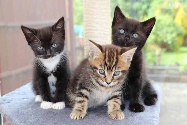 Image 16 of Gorgeous Kittens Ready SOON