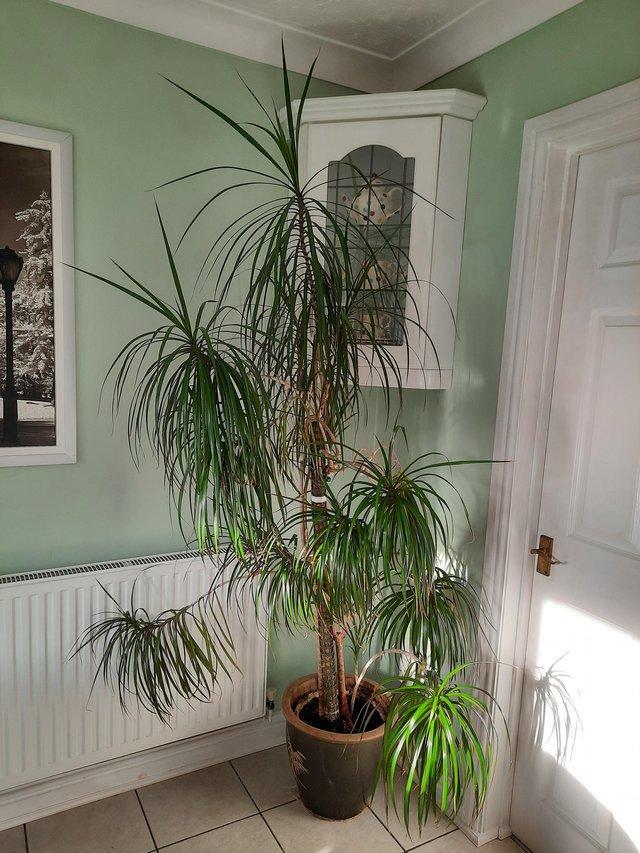 Preview of the first image of Madagascar Dragon Tree.