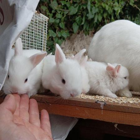 Image 4 of Blue eyed white rescued baby rabbits