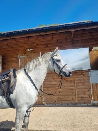 Image 2 of Ivy 4 year old Full Connemara. 14.2hh