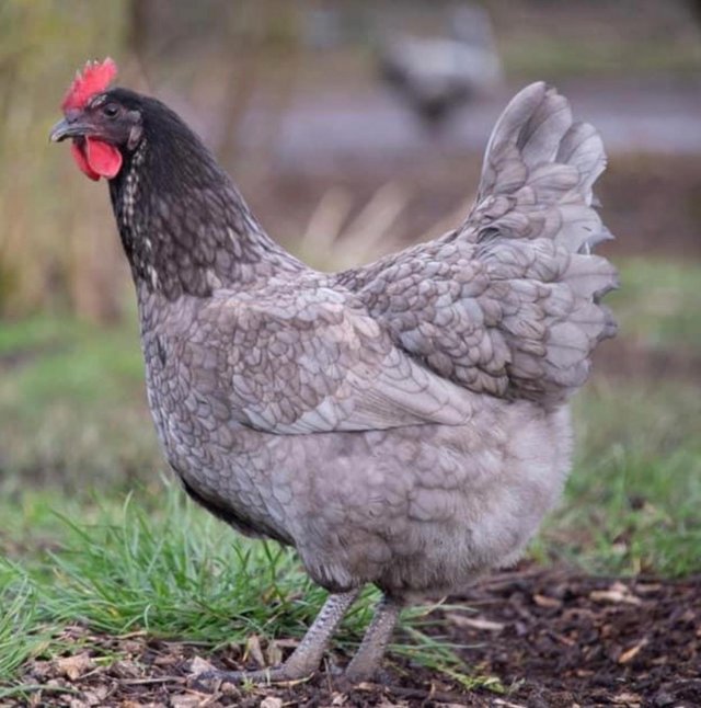 Preview of the first image of Bluebelles - Point of Lay Hens - Free Range - Lancashire.