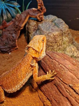 Image 5 of Pair of red/orange Bearded Dragons