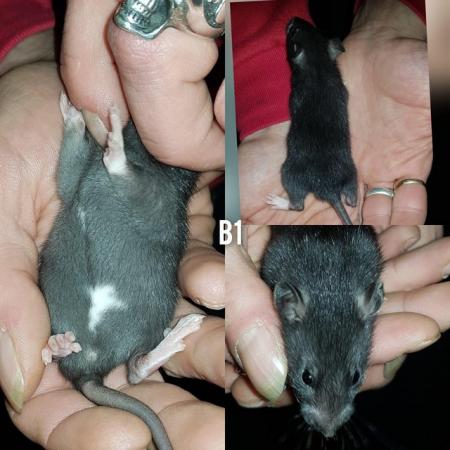 Image 3 of Male rats ready now!!!!!!!