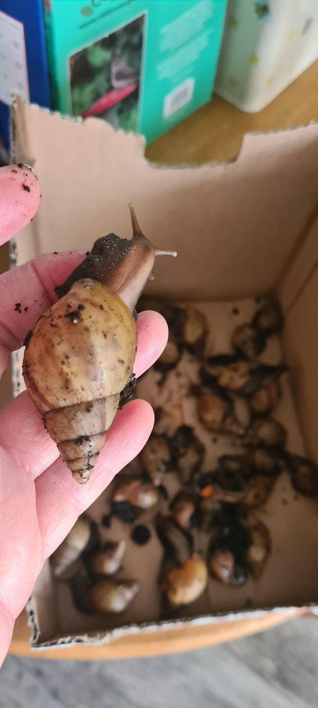 Preview of the first image of Giant african land snails 1.50.