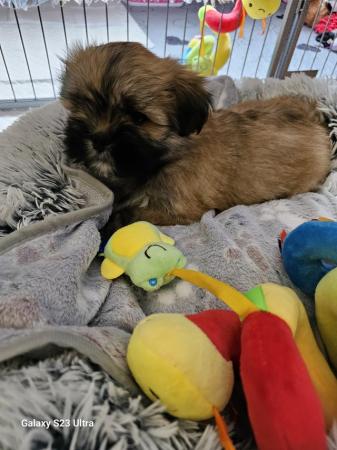 Image 17 of Lhasa apso puppies for sale