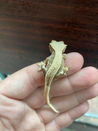 Image 3 of Baby lily white crested geckos £130 Each
