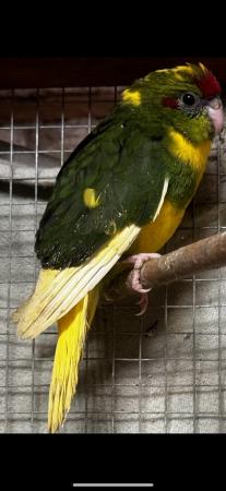 Image 6 of Kakariki lovely young birds