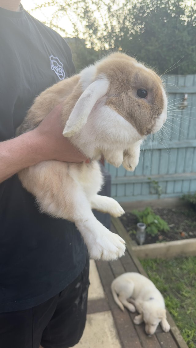 Preview of the first image of 1 year old mini lop hopper.