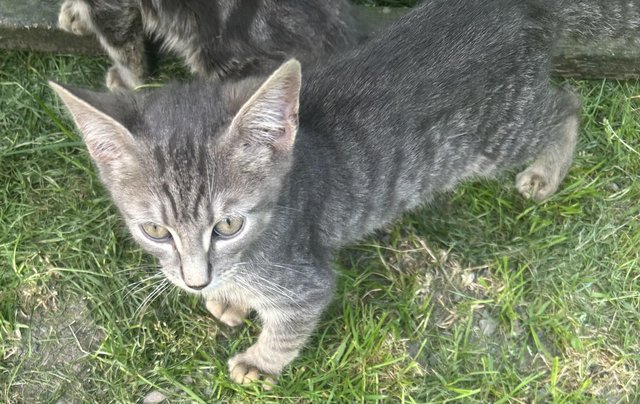 Image 1 of Kittens for sale  Mixed Colours Male and female