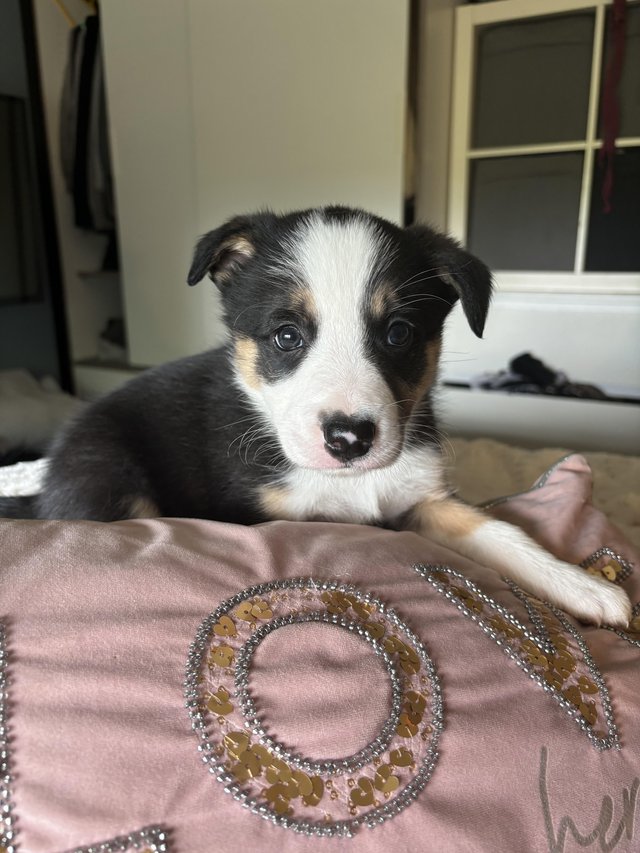 Preview of the first image of Ready to reserve border collie puppys from a home environmen.