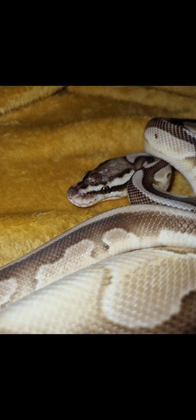 Preview of the first image of Female Butter ball python for sale.
