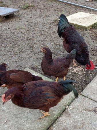 Image 3 of RHODE ISLAND RED BANTAM HENS , pullets and chicks