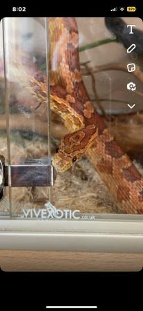 Image 3 of corn snake about 5/6 years old