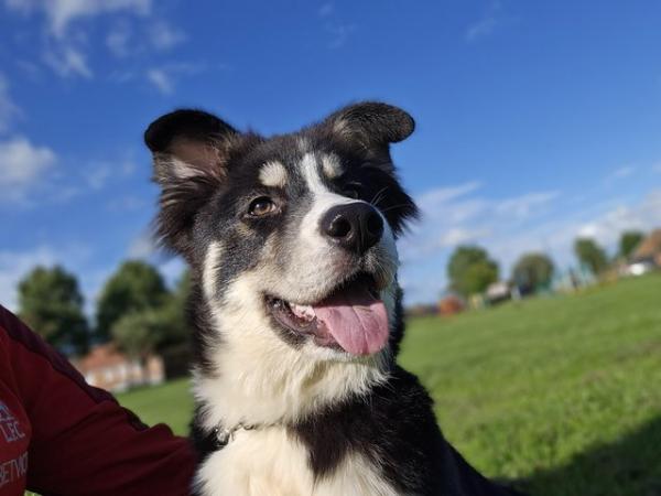 Image 1 of 1 year old border collie x huskys