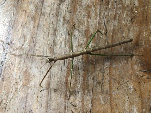 Image 4 of Rare Annan stick insects for sale