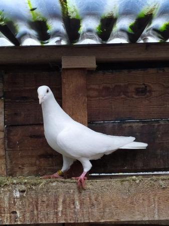 Image 6 of PURE WHITE LOGAN PIGEON FOR SALE