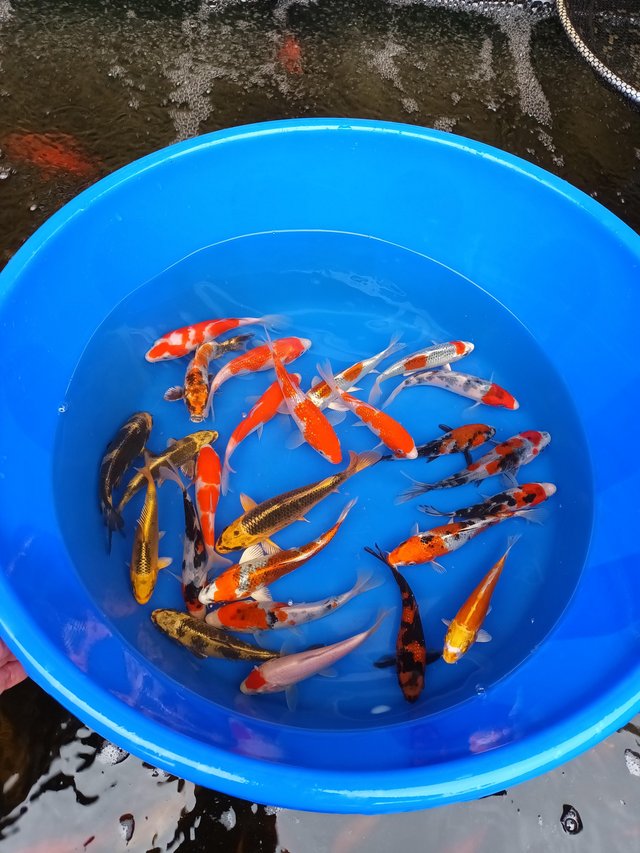 Preview of the first image of Koi Carp for sale mixed selection.