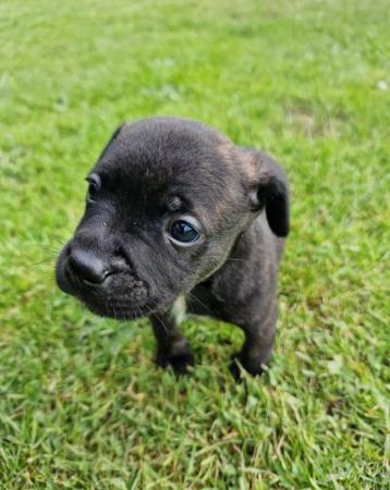 Image 13 of Gorgeous Staffy cross puppies