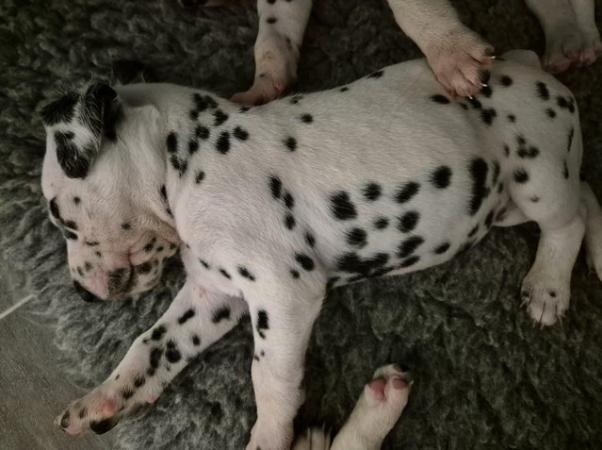Image 19 of Kc registered dalmatian puppies