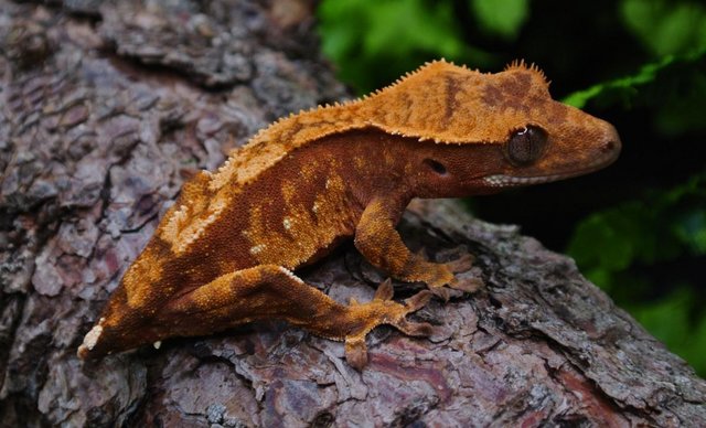 Image 5 of Red Harlequin Female Crested gecko