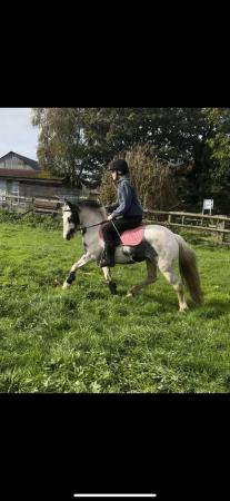 Image 1 of 4 year old 12h cob mare