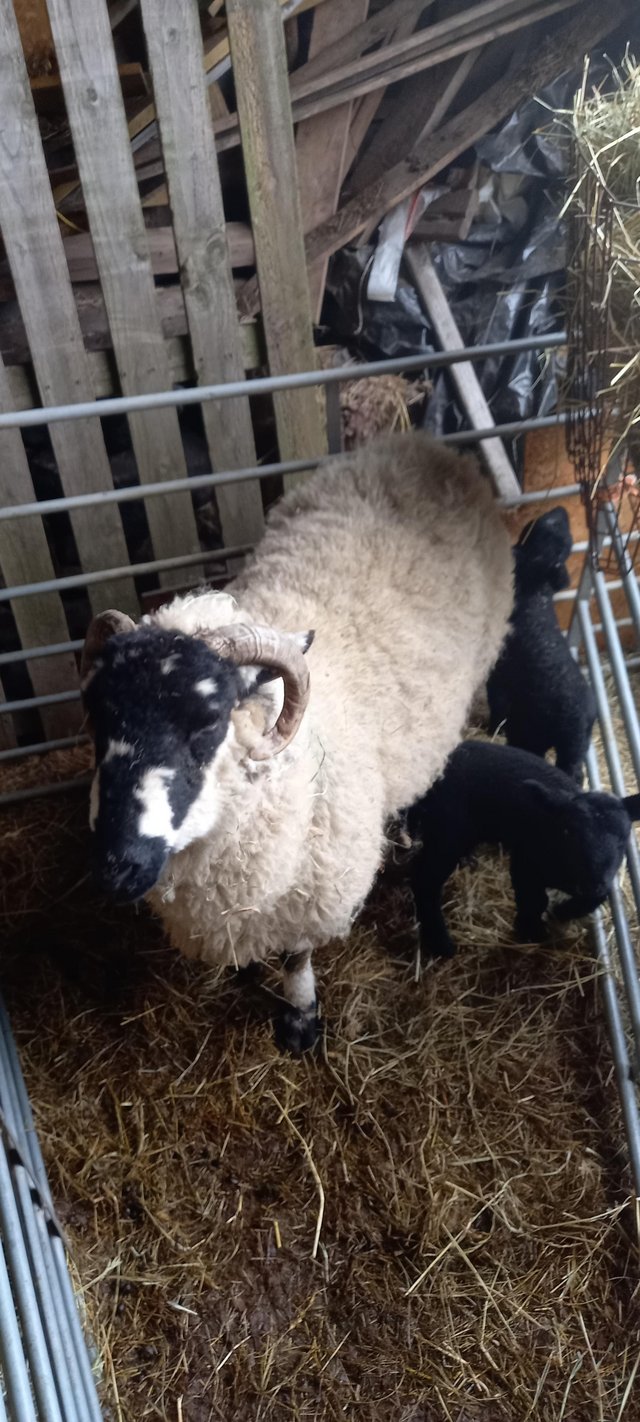 Preview of the first image of Lonk ewe with ewe twin lambs.