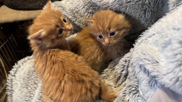 Image 3 of 11 week old Siberian - Turkish angora Kittens for sale