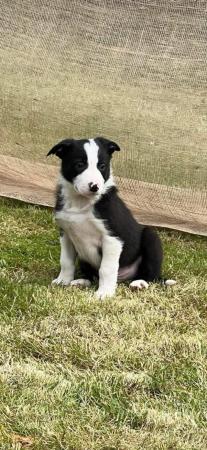 Image 4 of READY NOW One border collie girl puppy !!!