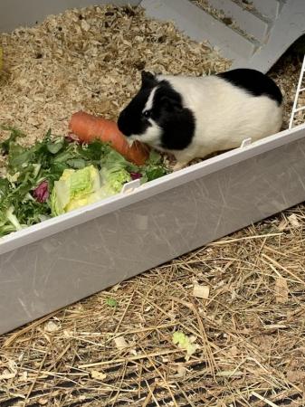 Image 2 of Cookie & Blaze female guinea pigs £45