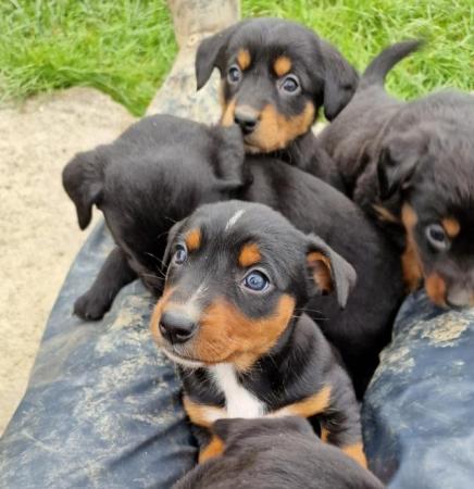 Image 13 of * ALL SOLD*  Beautiful dachshund x collie