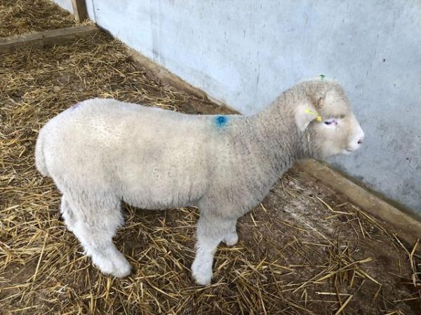 Image 4 of Breeding Dorset rams 2 available horned