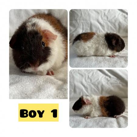 Image 5 of Two baby teddy boars for sale.