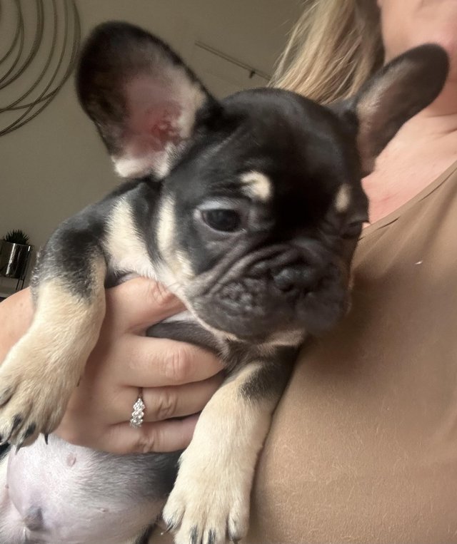 Preview of the first image of 9 week old French bulldog puppy's.