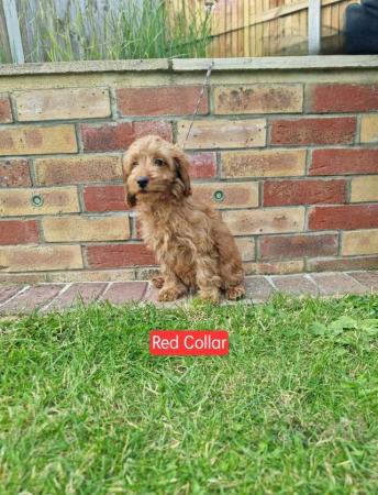 Image 1 of F2b Mini Cockapoo Puppies - Fully Vaccinated