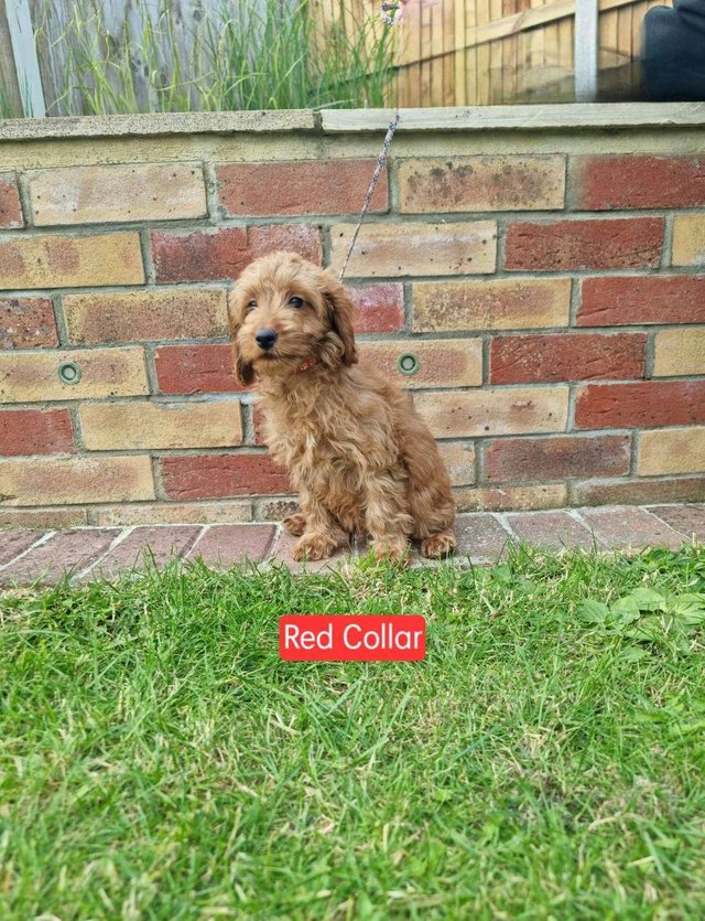 Preview of the first image of F2b Mini Cockapoo Puppies - Fully Vaccinated.