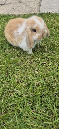 Image 1 of 2 Beautiful Female Mini Lop Rabbits