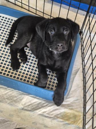 Image 3 of Working black lab puppies for sale