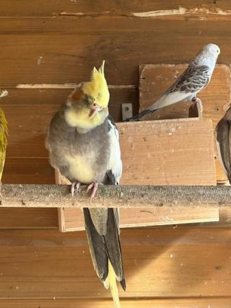 Image 9 of Avairy birds for sale due to Illness