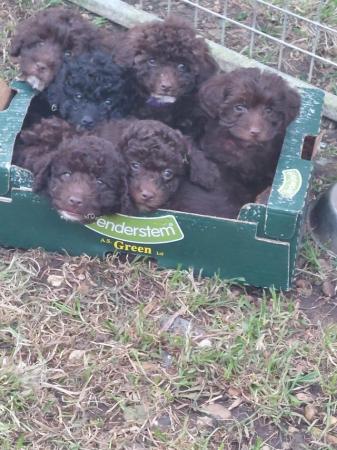 Image 14 of F1b toy jackapoo puppies ready this may bank holiday weekend
