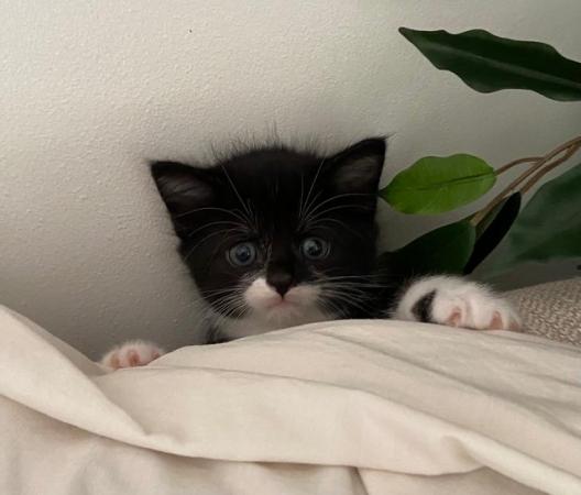Image 4 of Gorgeous Black and white Kitten
